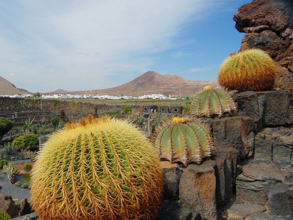 Guatiza Kaktusgarten
